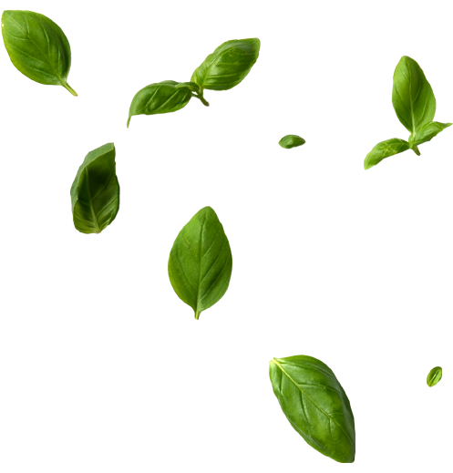 Fresh green basil leaves on white background.