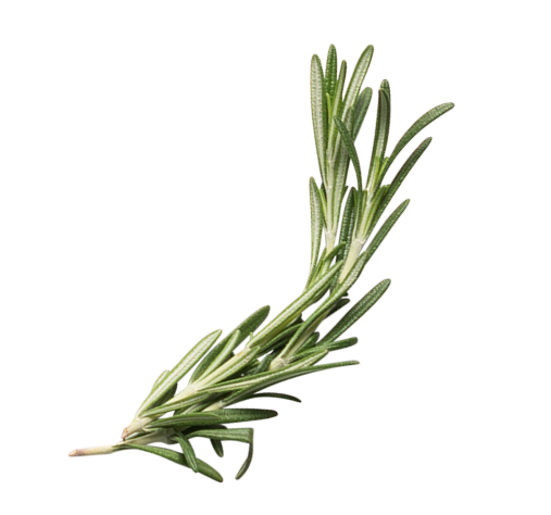Sprig of fresh rosemary on white background.