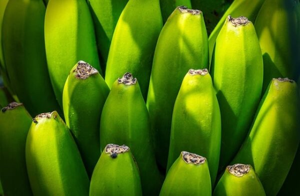 Close-up of green bananas in sunlight.